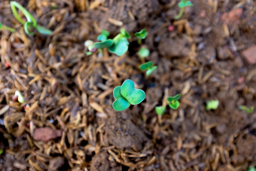 a group of small green plants growing out of the ground